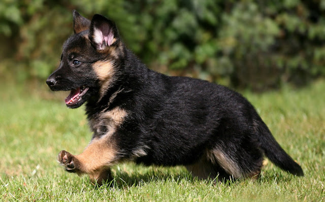 Purity Of The German Shepherd Puppy Tail & Back German Shepherds have a long and bushy tail that hangs down. Show Line German Shepherds have an angulated back that slopes from high to low as you go from shoulders to rear end, but the Working Line German Shepherds backs are less sloped as compared to Show Line German Shepherds.