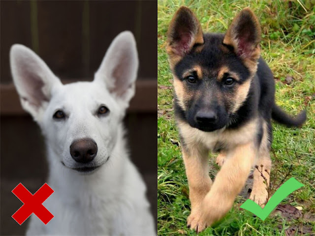 The distance or gap between the ears of Germans Shepherd is less as compared to other breeds The distance or gap between the ears of Germans Shepherd is less as compared to other breeds. German Shepherd puppies' ears fully stand up between 4 weeks to 6 months.