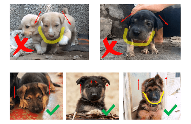 Identify purity of German Shepherd puppy through ears and mouth As German Shepherd puppy grows its ears droop straight. German Shepherd's puppy mouth is not as wide as the mouths of other breeds are, it is sort of ovally in shape.