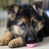 How To identify German shepherd puppies