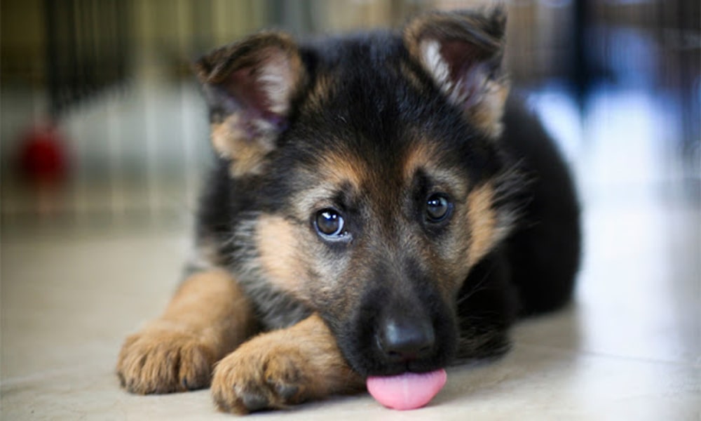 small jarman safed dog