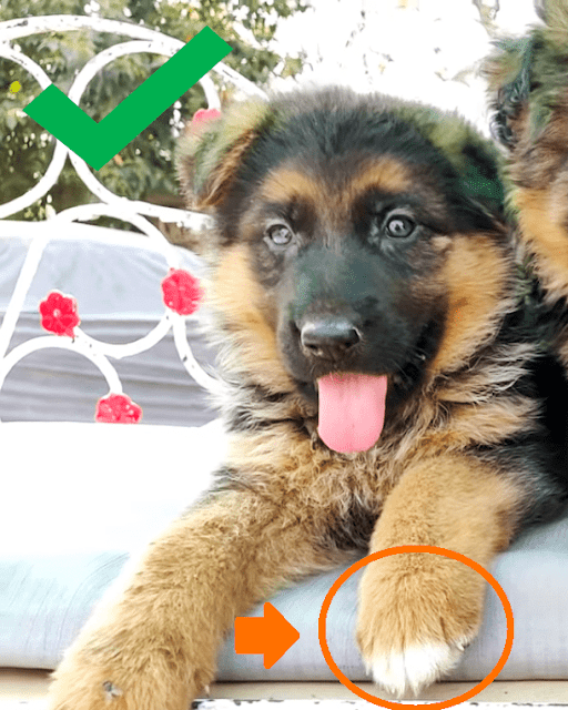 White spot on German Shepherd puppy's paw White spot on German Shepherd puppy's paw