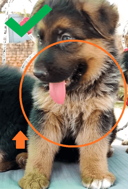 White Spot on German Shepherd puppy's chest. White Spot on German Shepherd puppy's chest.
