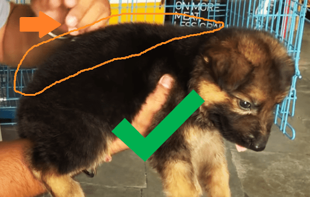 White spot on the back of German shepherd puppy Look for any white spot from above on back, neck, nape, & withers. There shouldn't be any white spot there