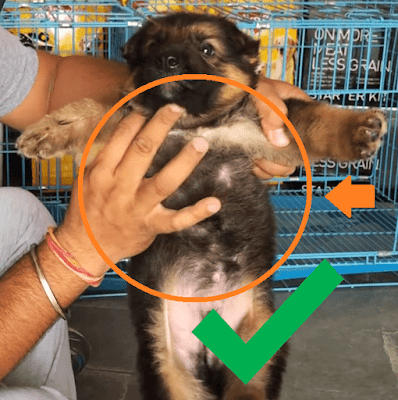 German Shepherd puppies do have white spots on paws, legs and upper chest. German Shepherd puppies do have white spots on paws, legs and upper chest.