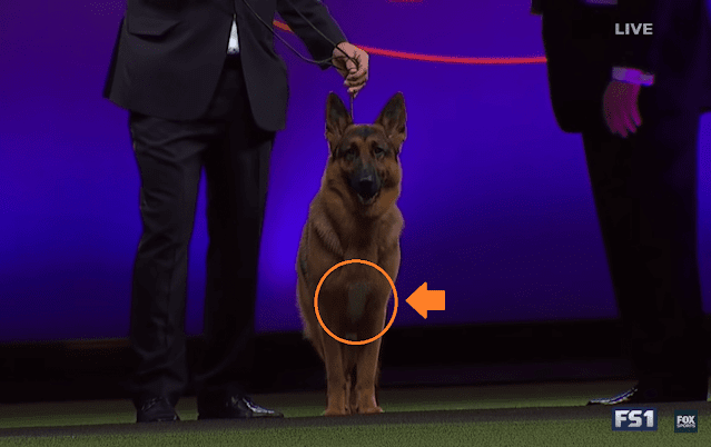 German Shepherd dog Rumor who won the "Best in Show" award has white spot on the chest.