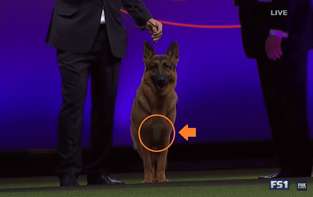 German Shepherd dog Rumor who won the "Best in Show" award has white spot on the chest. German Shepherd dog Rumor who won the "Best in Show" award has white spot on the chest.