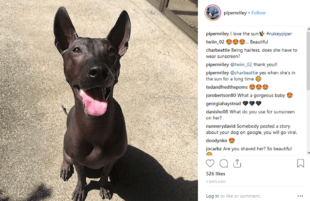Mexican Hairless Dog | When People Called Sandra Pineda's Dog, Statue 0