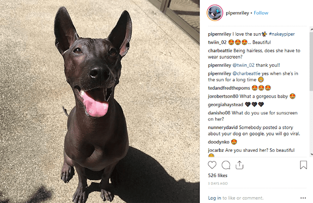 Mexican Hairless Dog | Sandra Pineda's Dog Piper Mexican Hairless Dog | Sandra Pineda's Dog Piper