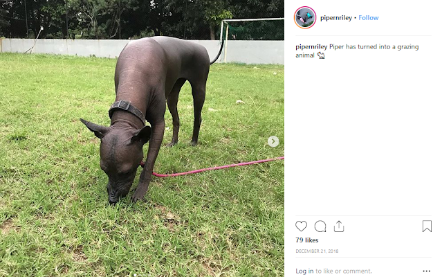 Piper is grazing like herbivorous animals Piper is grazing like herbivorous animals