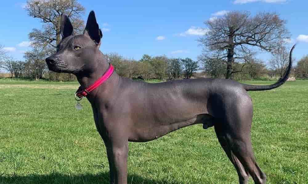 Mexican Hairless Dog | When People Called Sandra Pineda’s Dog, Statue