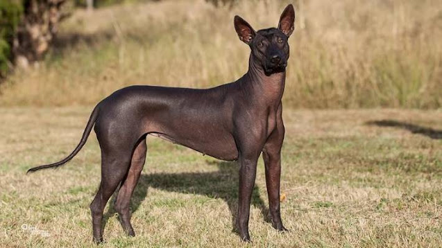 Mexican Hairless Dog or Xoloitzcuintli | Unique Dog breed 6