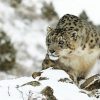 How Can We Conserve Endangered Snow Leopards Using Artificial Intelligence