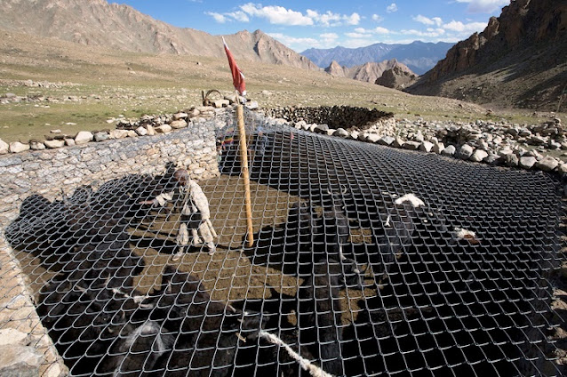 Government must insure that there should be predator proof corrals for domestic livestock so that there will be zero chance for snow leopards to hunt domestic livestock.