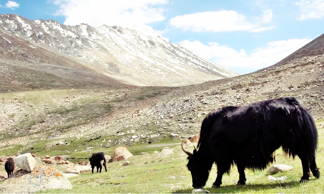 Increased ranching and herding have turned the meadows and grasslands into sandy and rocky plains