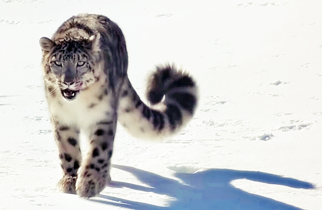 AI: How Can We Conserve Endangered Snow Leopards Using Artificial Intelligence 6