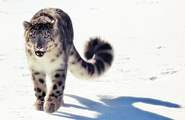 Men's revenge from snow leopards