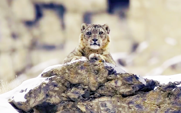 AI: How Can We Conserve Endangered Snow Leopards Using Artificial Intelligence 4