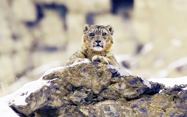 With the expansion of human population on mountains, the natural habitat of snow leopards is decreasing day-by-day 