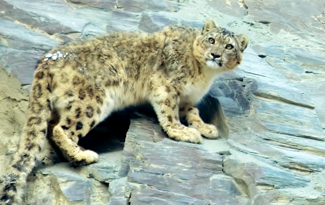 AI: How Can We Conserve Endangered Snow Leopards Using Artificial Intelligence 3