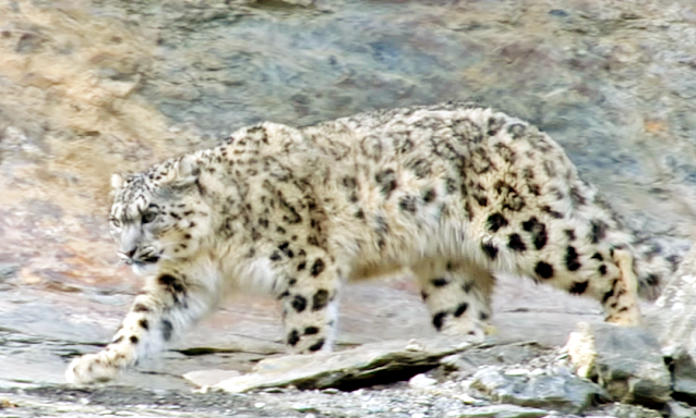 Climate change might impact the natural habitat of snow leopards by reducing their home ranges and food sources