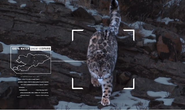 Microsoft AI tracks snow leopards