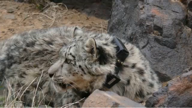AI: How Can We Conserve Endangered Snow Leopards Using Artificial Intelligence 15