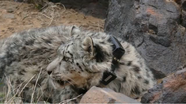 GPS collars are used to track animal migration for research