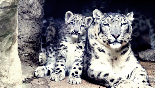 A snow leopard mother with kids