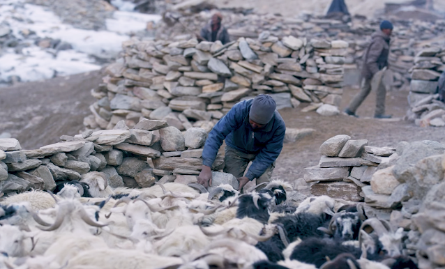 Predator proof corrals for domestic livestock can reduce the conflict between herder families and snow leopards