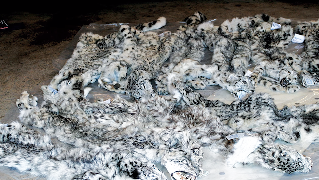 Snow leopard poaching