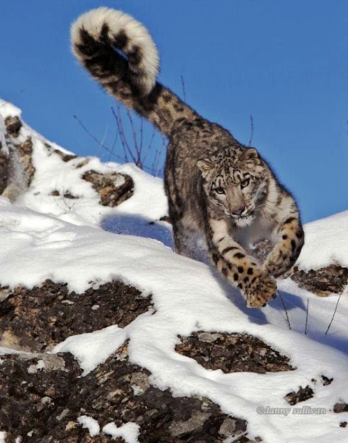 Snow leopard tails act as balancing tools. The tail can grow up to 90% as long as its body