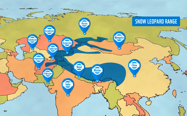Snow Leopards live in the worlds highest mountain ranges across Central Asia & South Asia in alpine echo system up to 20,000 feet
