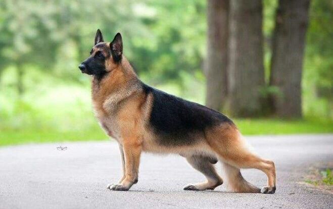 American Show Lines German Shepherds AKC 1) The American Show Line German Shepherds are also called the AKC Lines GSDs. This type of German Shepherds are generally taller and longer.2) They come in different colors like black and tan saddle, solid black, saddle sable and solid white.