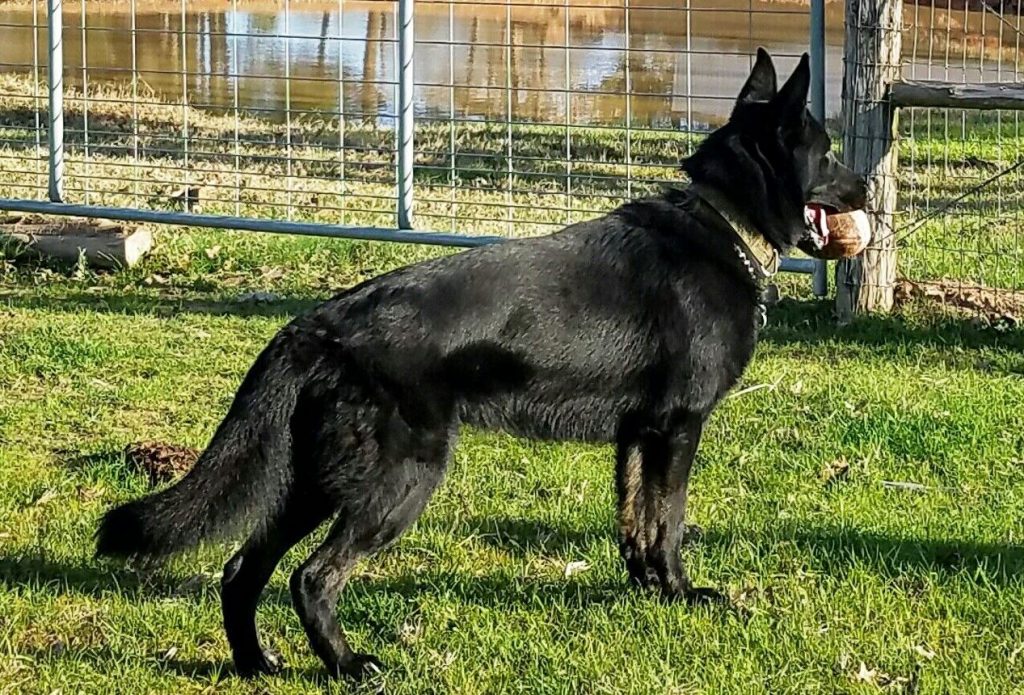 Black Color American Show line German Shepherd Black Color American Show line German Shepherd