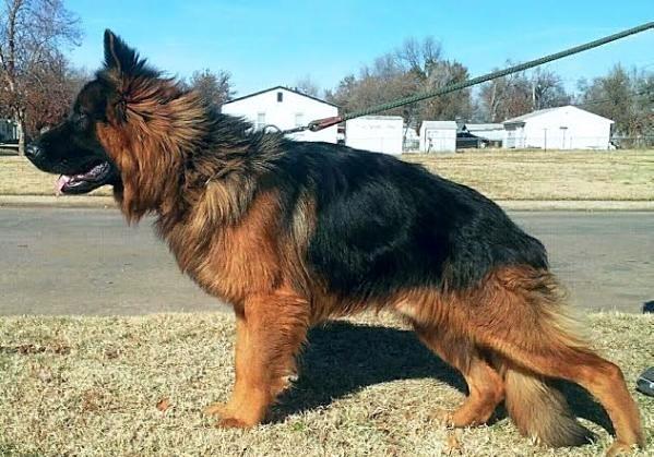 akc long haired german shepherd