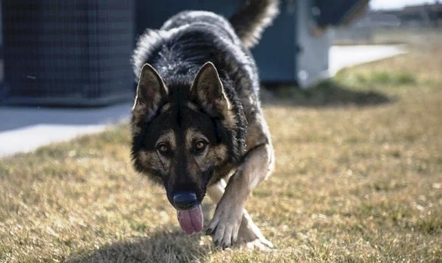 Czech Working Line German Shepherds 2 1) Czech Working Line German Shepherds coats have dark coloring, can often be found by their darker coats and less sloping backs.2) Have more uniform coloring like wolfish gray, dark brown to black.3) Ears are slightly smaller than the other 4 GSD breeds.
