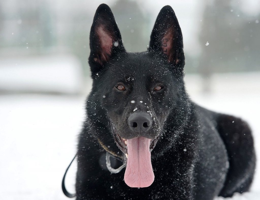 Black Color Czech Working Line German Shepherd Black Color Czech Working Line German Shepherd
