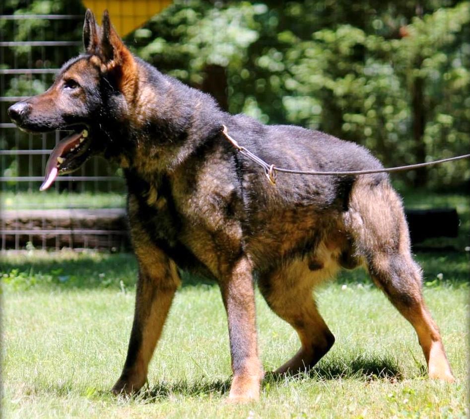 Czech Working Line German Shepherds 1) Czech Working Line GSDs originated from communist Czechoslovakia, that’s why they are called Czech Working Line German Shepherds.2) Very loyal, graceful, agile, and got the most powerful desire among all other German Shepherd breeds.3) Have extremely powerful jaws and broad shoulders.