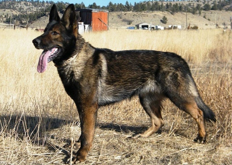 East Working Line DDR German Shepherds 2 1) The East Working Line GSDs have darkest colored coats among all GSD Lines.2) They are mostly black sable or sable, but some can be solid black, but it is very rare. Their backs are little sloped.