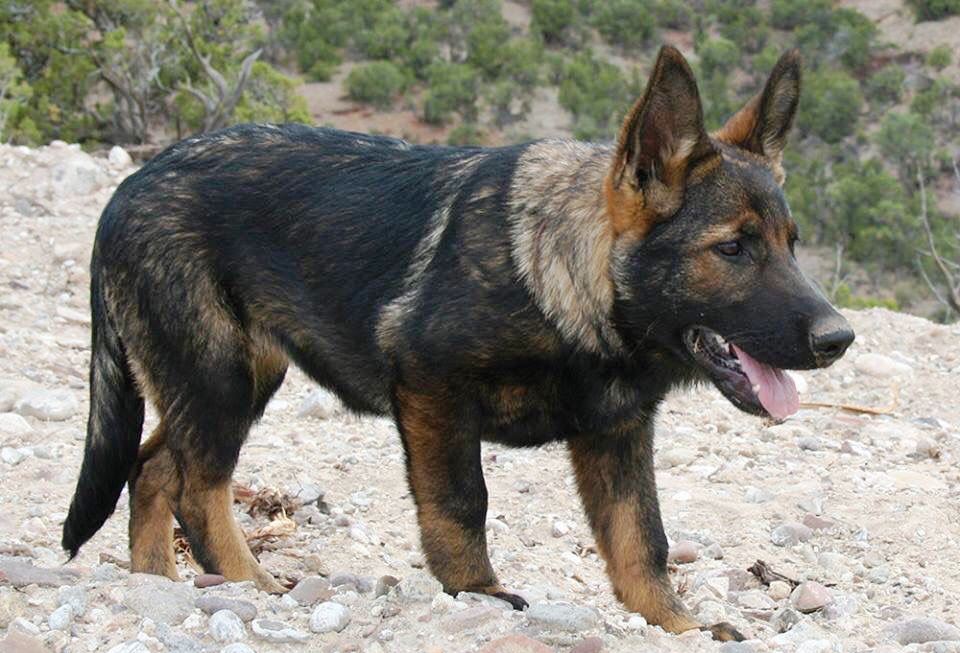 The East Working Line DDR German Shepherd have very strict breeding standards. These GSDs are only allowed to breed if they are fit and free of hip dysplasia.