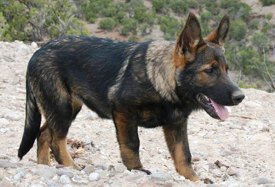East Working Line DDR German Shepherds 3 The East Working Line DDR German Shepherd have very strict breeding standards. These GSDs are only allowed to breed if they are fit and free of hip dysplasia.