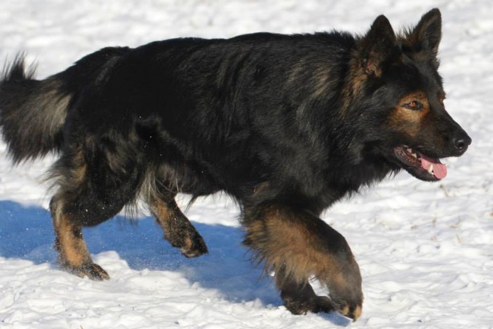 1) The East Working Line DDR German Shepherds are very sturdy & graceful dogs particularly long coated.2) Have really strong bones, large heads and expanded shoulders.