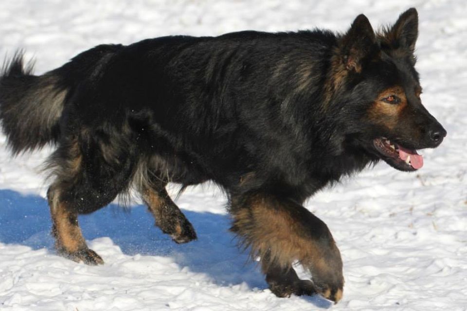 East Working Line DDR German Shepherds 1) The East Working Line DDR German Shepherds are very sturdy & graceful dogs particularly long coated.2) Have really strong bones, large heads and expanded shoulders.