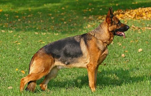 Example of Show Line German Shepherd Showline German Shepherd Example
