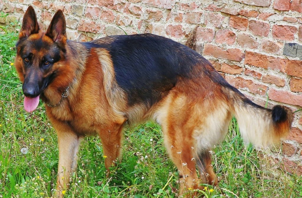 The West Show Line German Shepherds tend to have black and red saddles, black and tan, sable, bi-colors and black.