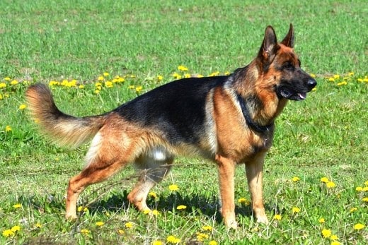 West German Show Line German Shepherds have a sloped body, but it is not as sloping as American Show Line German Shepherds.