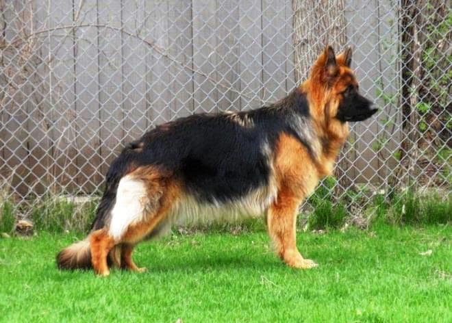 West Show Line German Shepherds 3 The West Show Line German Shepherds can do great both as protectors and family pets as compared to American Show Line GSDs.