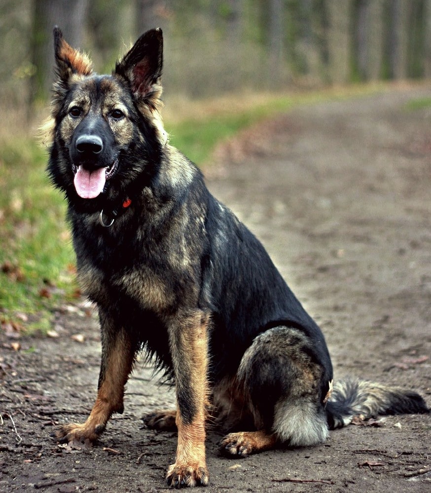 1) The West Working Line German Shepherds have a very stable temperament and got stunning looks.2) Have strong drives, excellent working ability, calmer attitude and perfect colors.