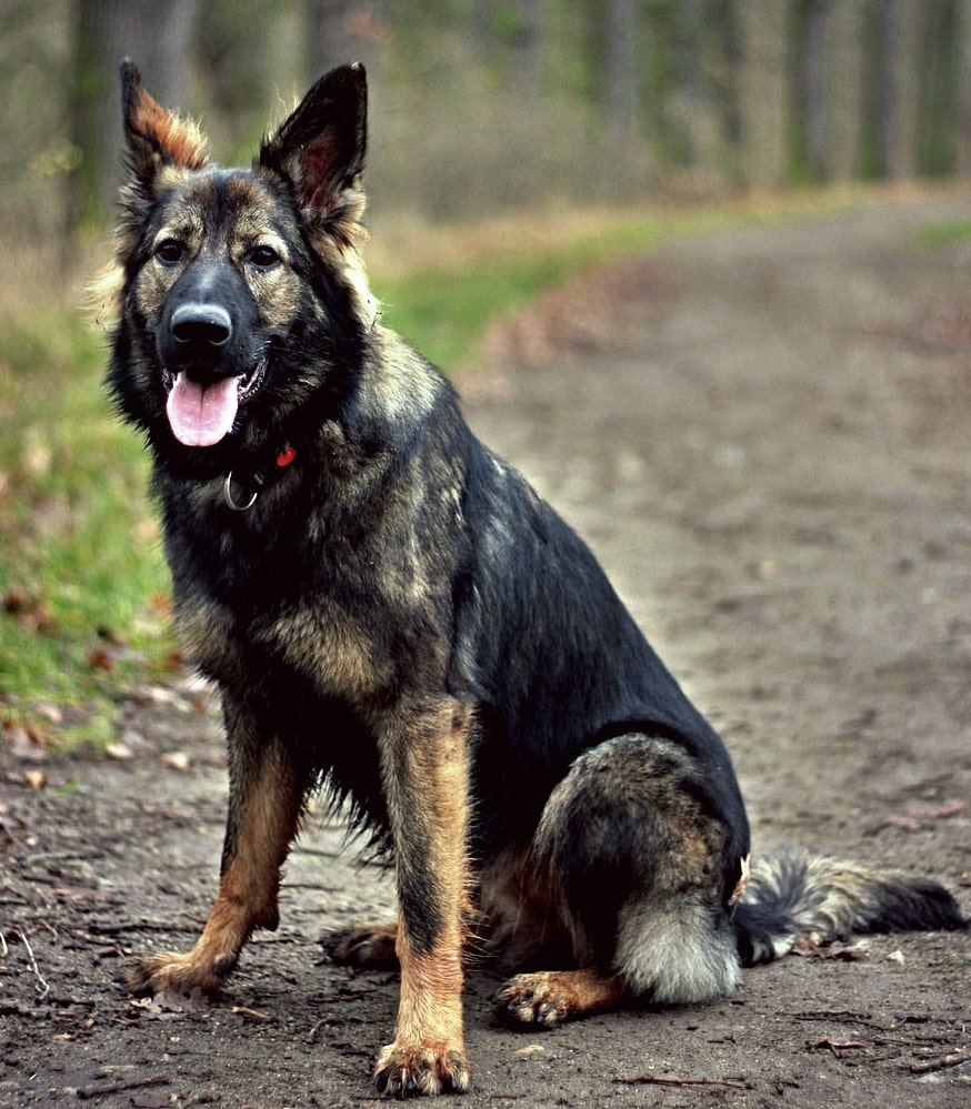 West Working Line German Shepherds 1) The West Working Line German Shepherds have a very stable temperament and got stunning looks.2) Have strong drives, excellent working ability, calmer attitude and perfect colors.